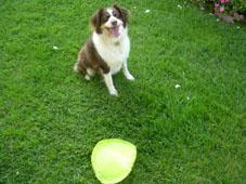 Pepper with frisbee