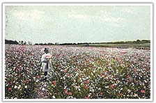 Carnation Gardens