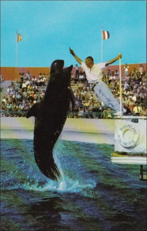 Marinelandbubblesthewhale.jpg