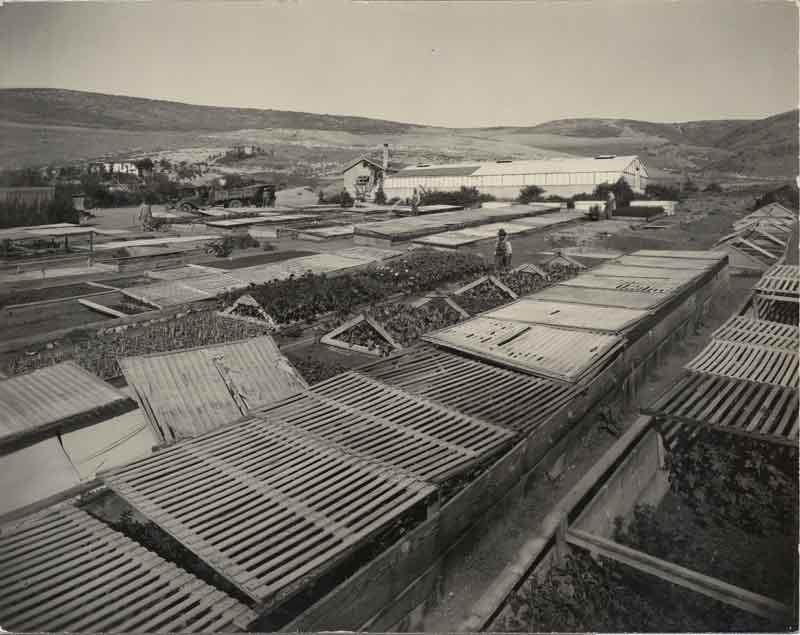 Lunada Bay Nursery